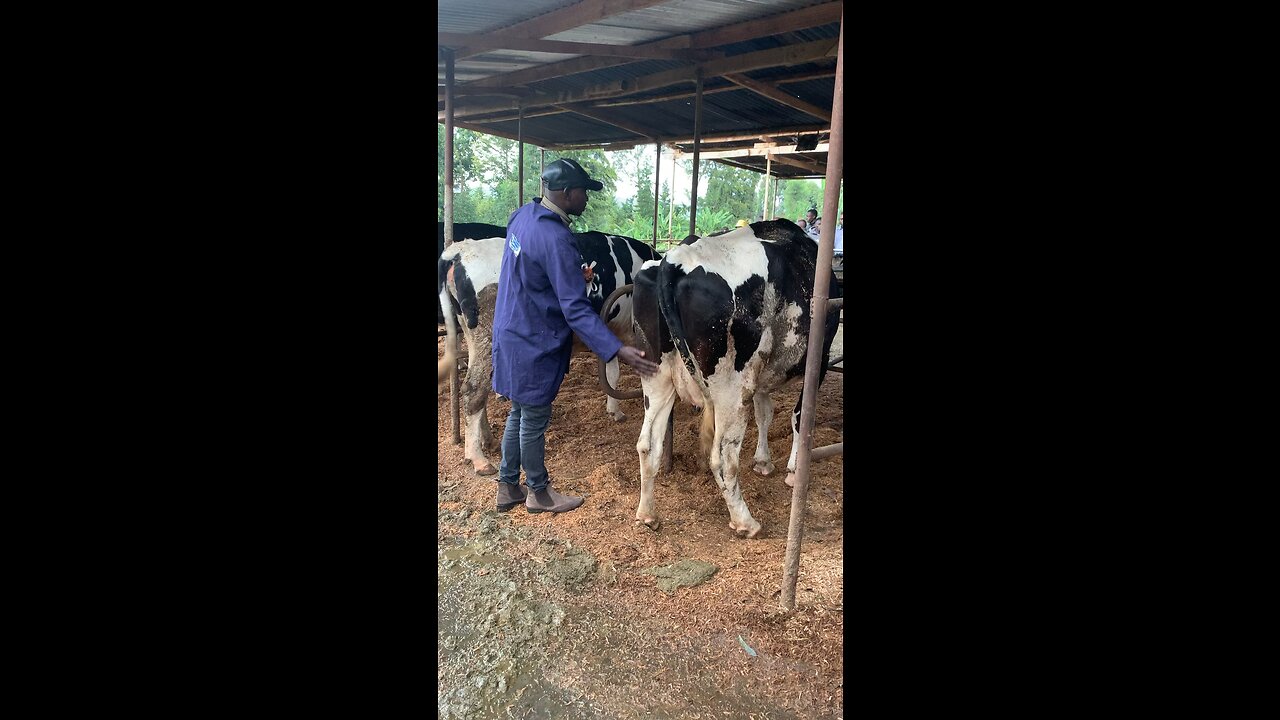 Dairy farming