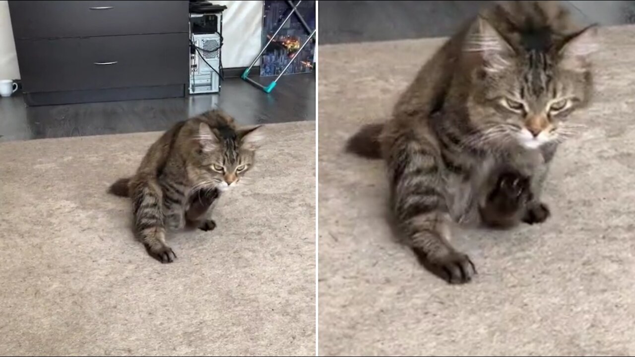 The cat sweats on the carpet