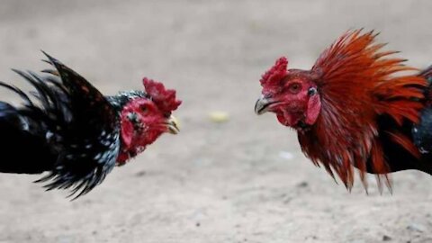 COCK FIGHT (BIG BLACK COCK VS SMALL ASIAN COCK)