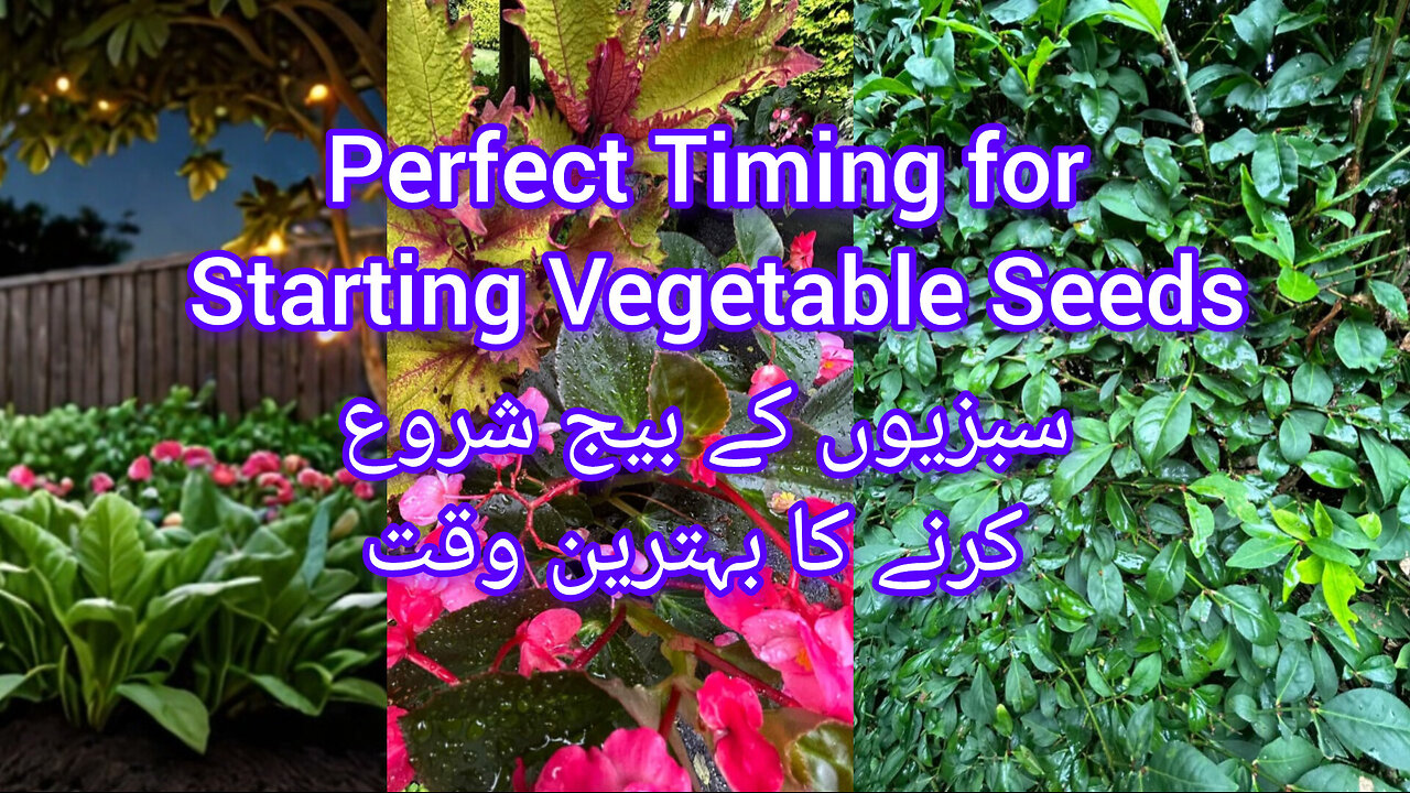 Perfect Timing for Starting Vegetable Seedsسبزیوں کے بیج شروع کرنے کا بہترین وقت