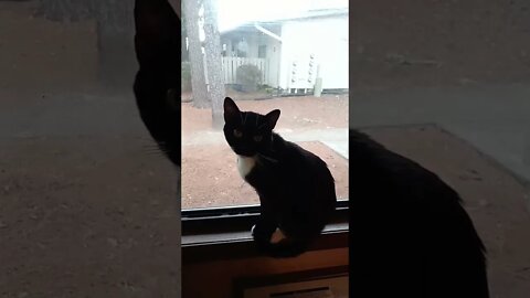 Window Kitty #shorts #shortsvideo #shortsfeed #catvideos #cat