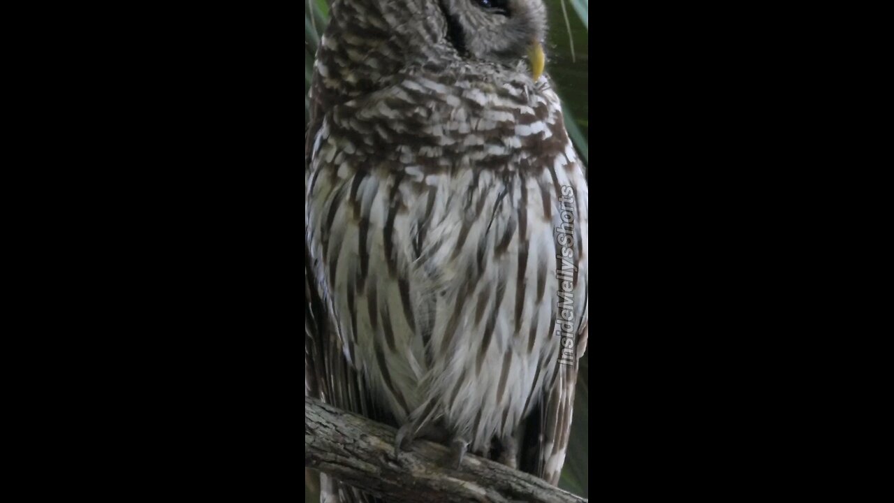 Screech Owl