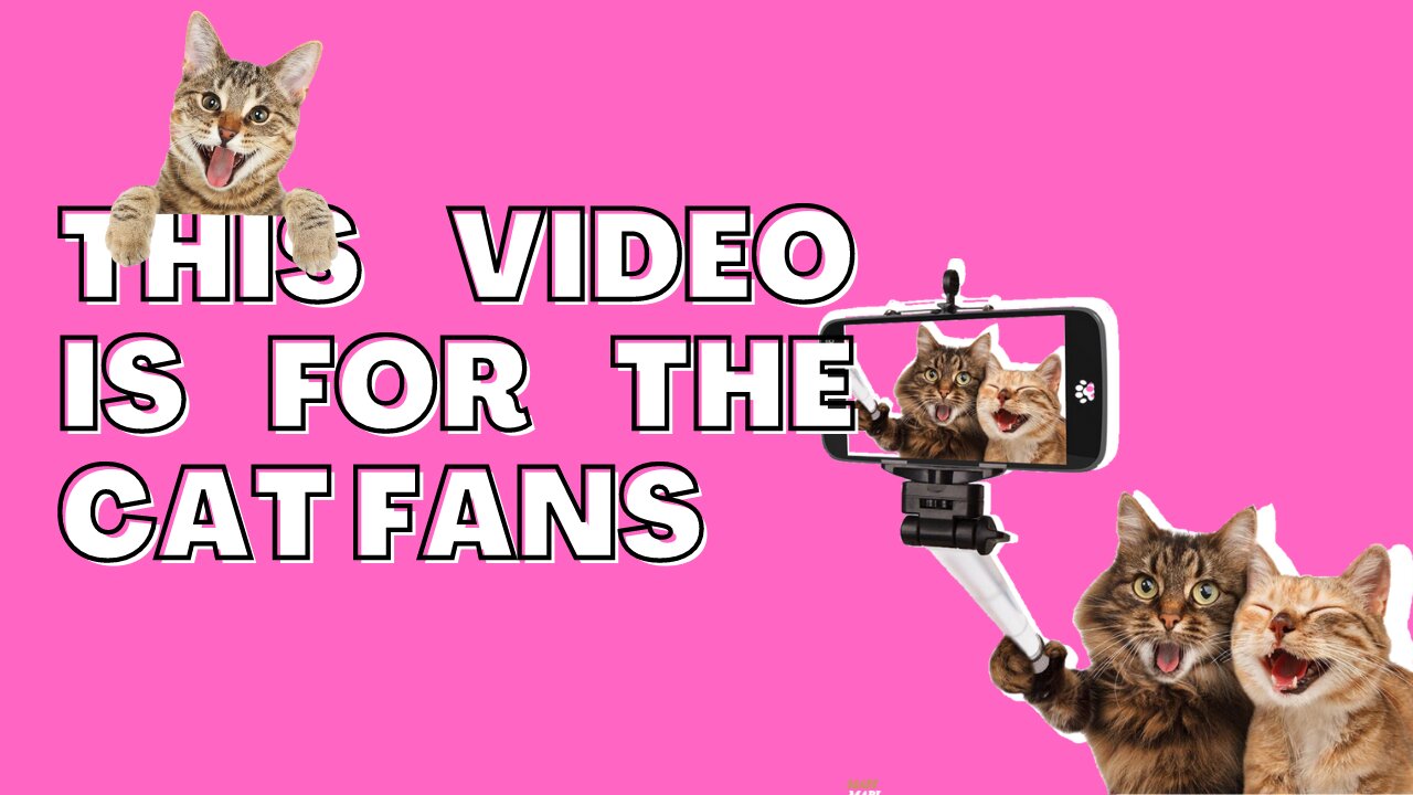 THIS VIDEO IS FOR THE CAT FANS-