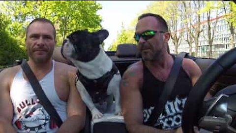 Il bulldog che canta con i padroni