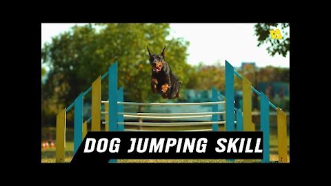 Amazing Dog Jumping Skills!