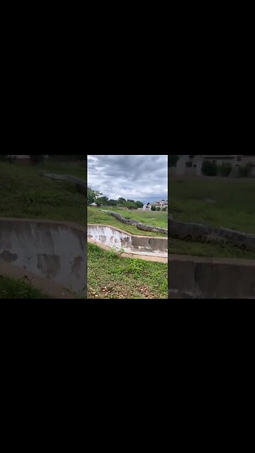 Watch this massive anaconda snake caught on camera 😳