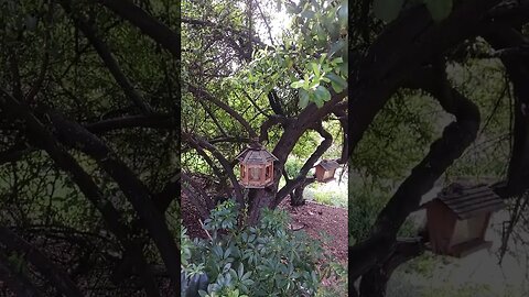 TRANSLATION OF MFATW's VISION! A BIBLICAL TRANSLATION GIVEN! GIANTS -TRASH -STORM COMING!