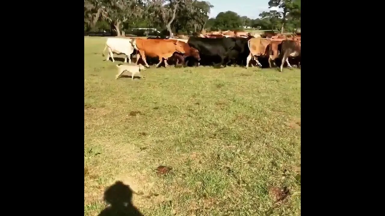 CNN says we should buy smaller breeds of dogs. My wife's chihuahua would be great cattle dogs.