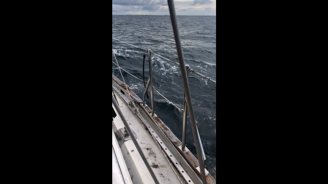 Dolphins off Vero Beach