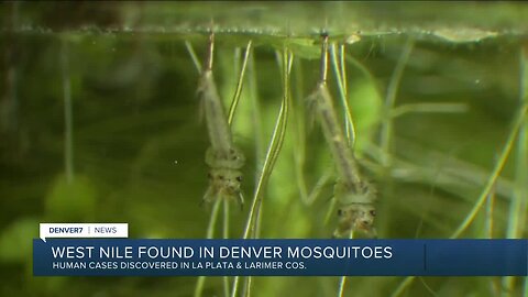 Wet spring leads to record mosquito season in Colorado