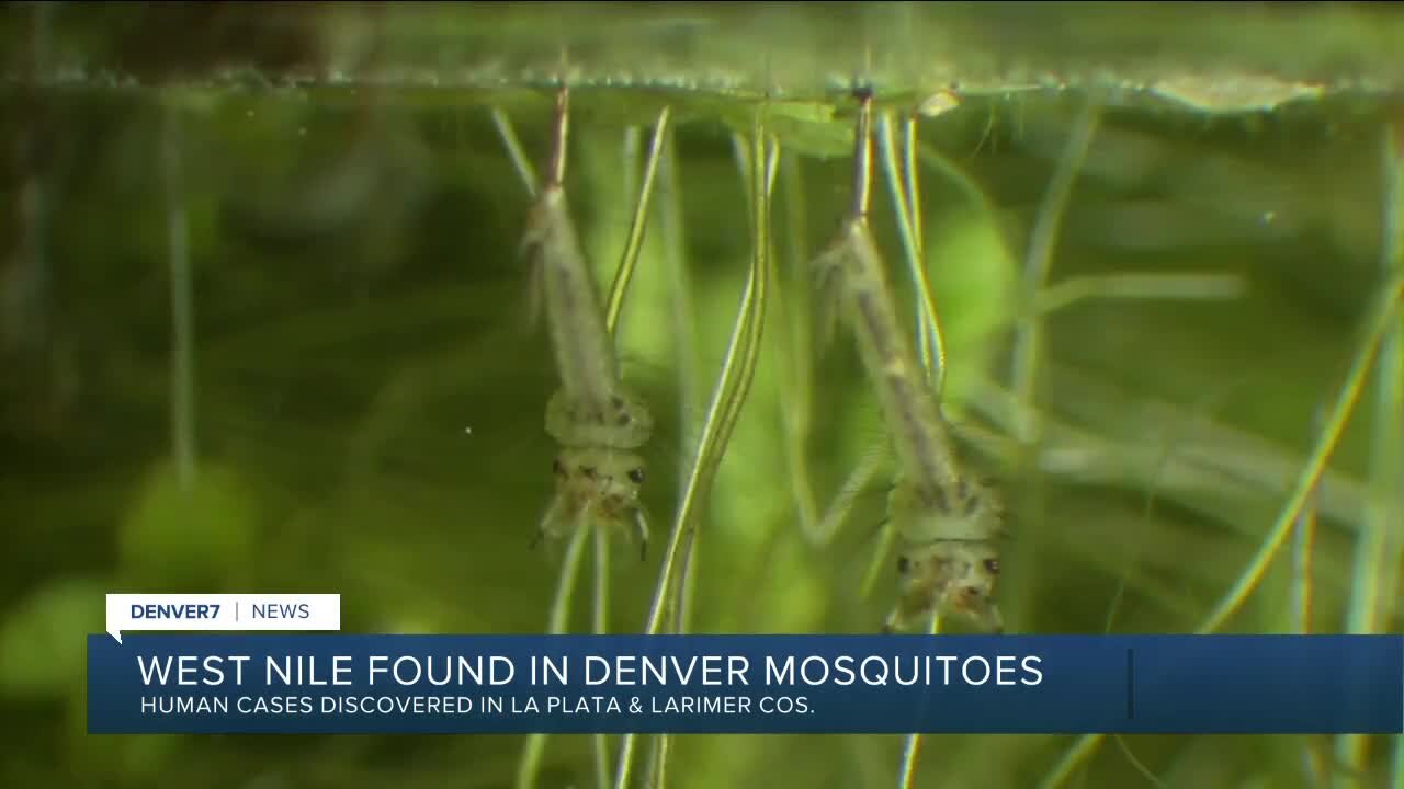 Wet spring leads to record mosquito season in Colorado