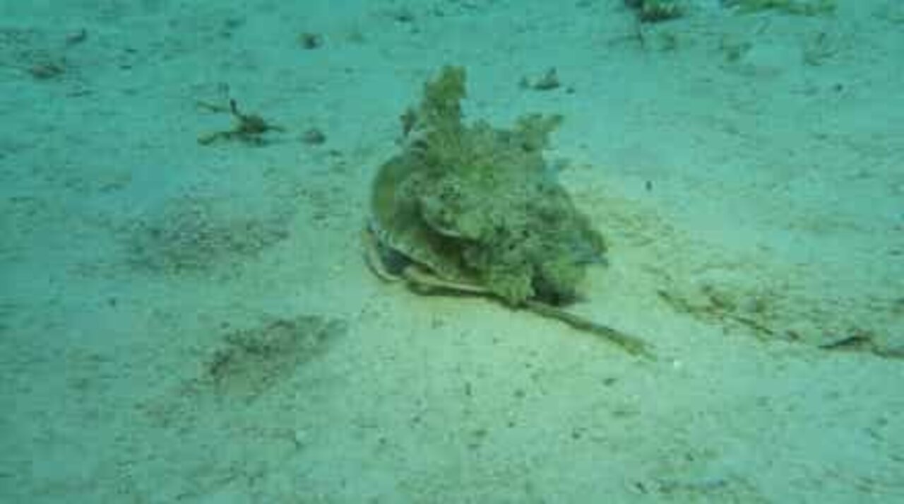 Crab disguised as jellyfish to avoid predators