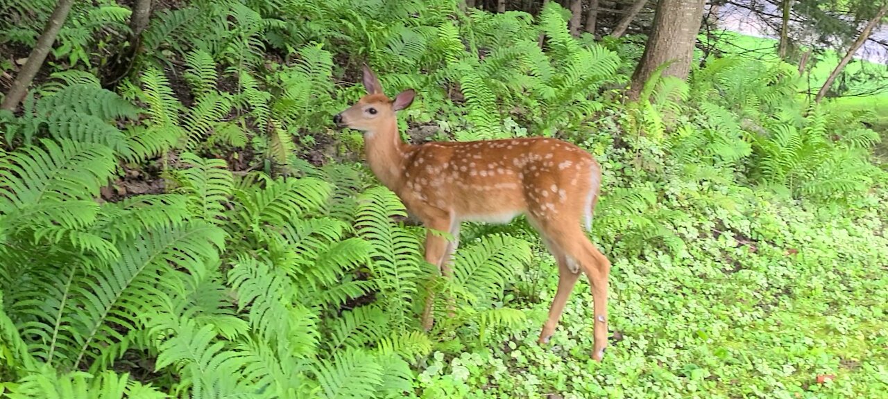 Brave fawn