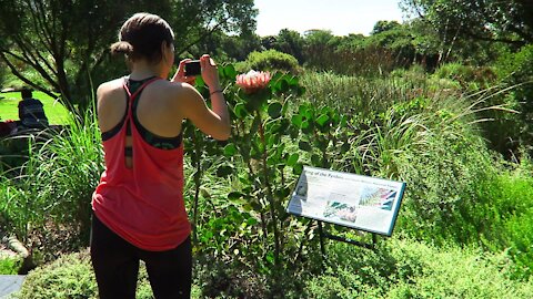 SOUTH AFRICA - Cape Town - Kirstenbosch National Botanical Garden (Video) (3fw)