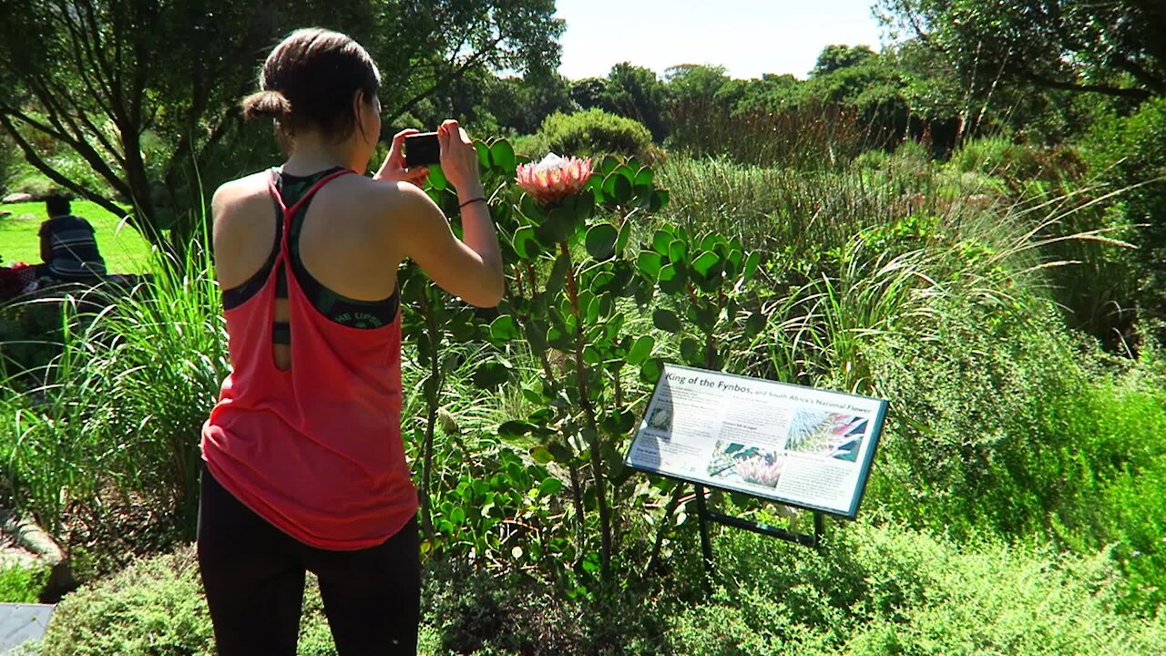 SOUTH AFRICA - Cape Town - Kirstenbosch National Botanical Garden (Video) (3fw)