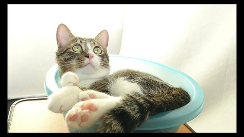 Cat Photography