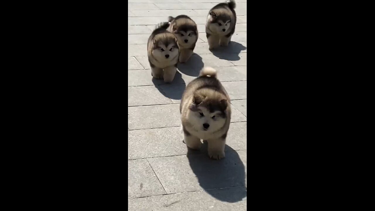 Cute Cats