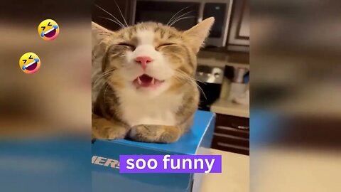 Funny animal videos Funny cats dogs Funny animals2