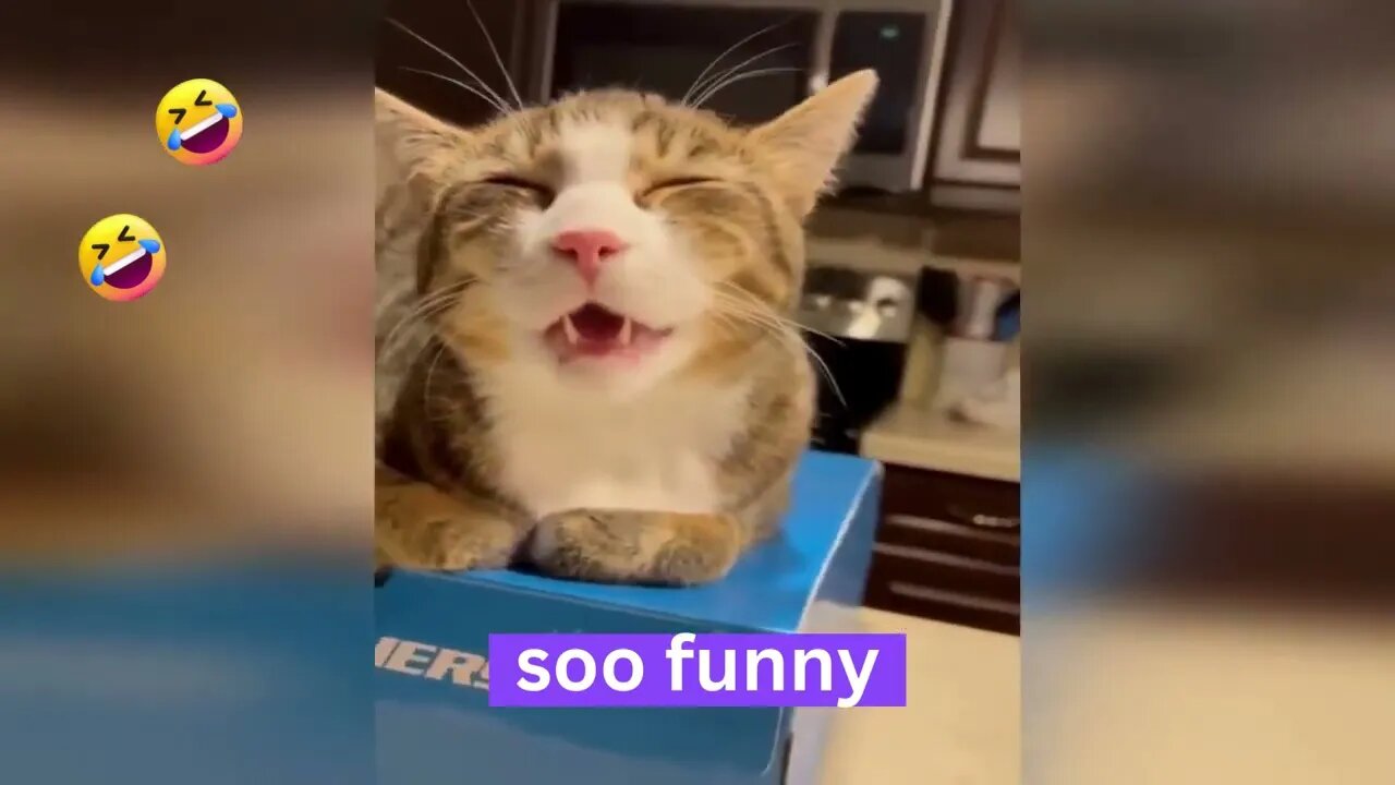 Funny animal videos Funny cats dogs Funny animals2