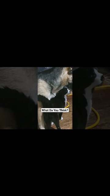 Cat & Dog Have Become Best Friends