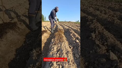 Как вырастить укропа часть 1 | #short #shorts #shortvideo #shortsvideo #farming #subscribe #like