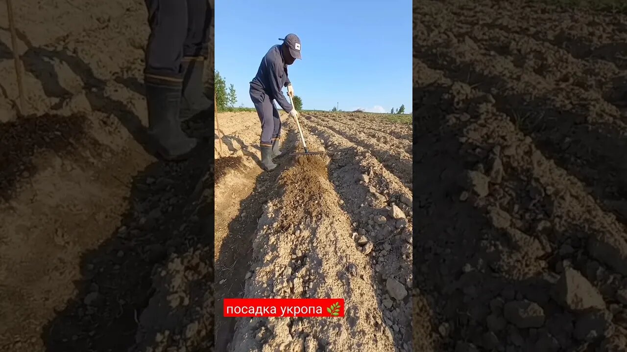 Как вырастить укропа часть 1 | #short #shorts #shortvideo #shortsvideo #farming #subscribe #like