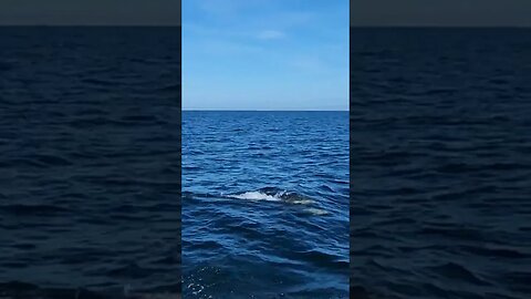 Channel Islands National Park | Dolphins swimming in the Santa Barbara Channel