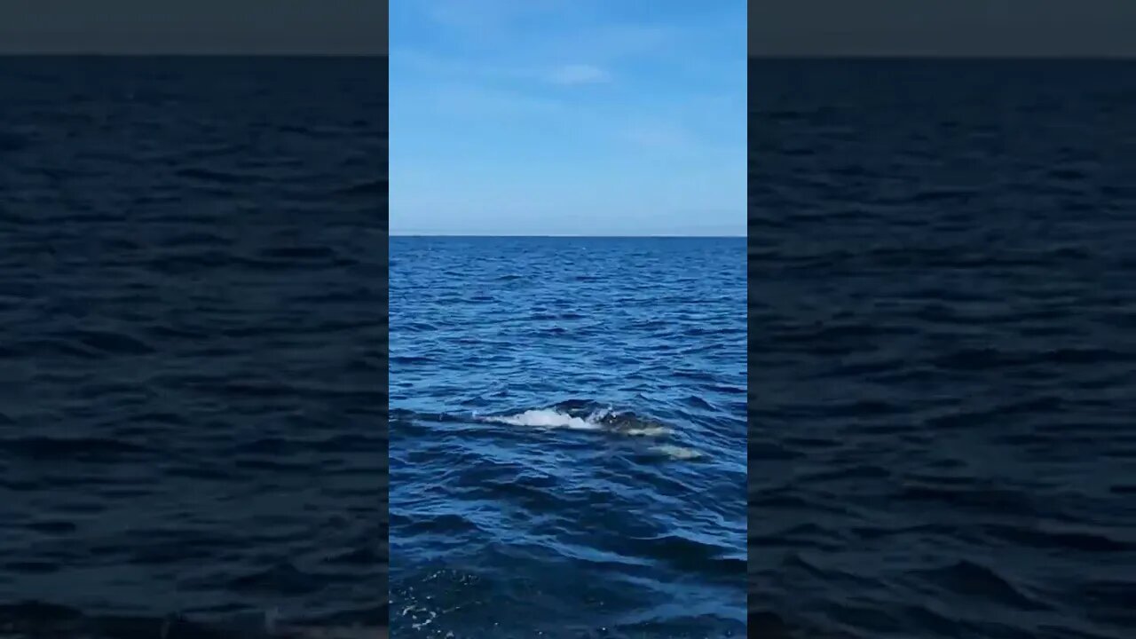 Channel Islands National Park | Dolphins swimming in the Santa Barbara Channel