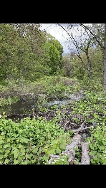 Hiking Vibes and I discovered a small River 🥾🏞️