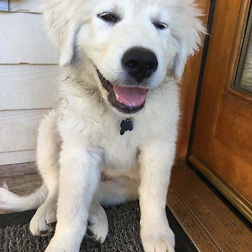 Great Pyrenees puppy discovers water, goes absolutely nuts