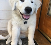 Great Pyrenees puppy discovers water, goes absolutely nuts