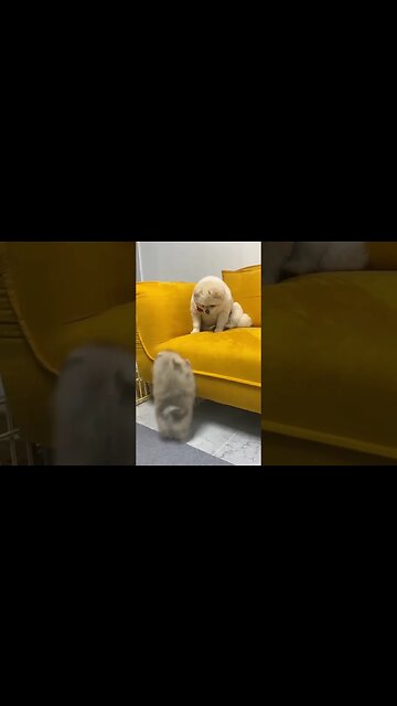 What Happens When You Get a Chihuahua? You'll NEVER Believe It!