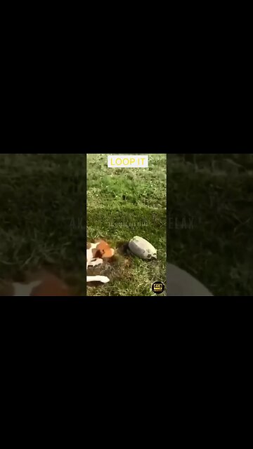 Best Funniest Animals Videos - funniest animals videos😂 - best cats😹 and dogs🐶 videos 2023!