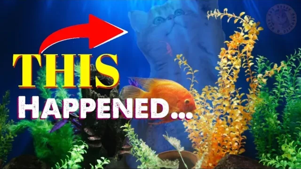 Kitty ACCIDENTALLY Fell Into This Fish Tank, AND THIS HAPPENED… 🙀 (#Fullscreen) | Funny Cat Videos