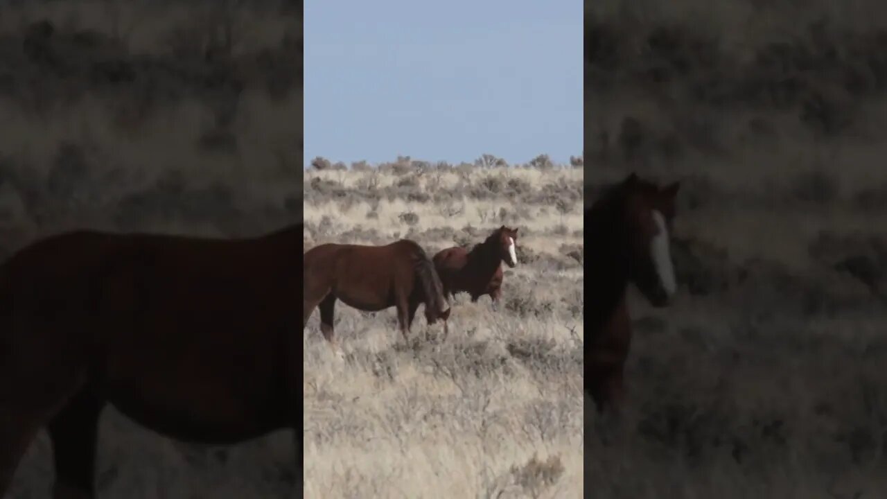 Wild Horses #wildlifephotography