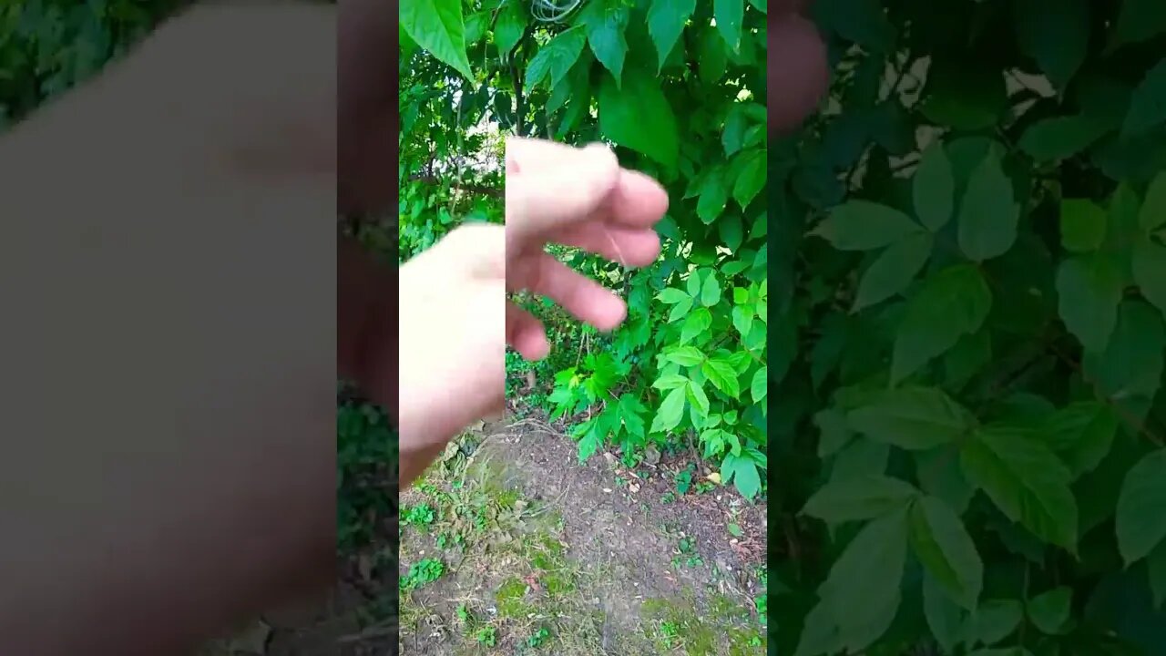 Fishing Line Save