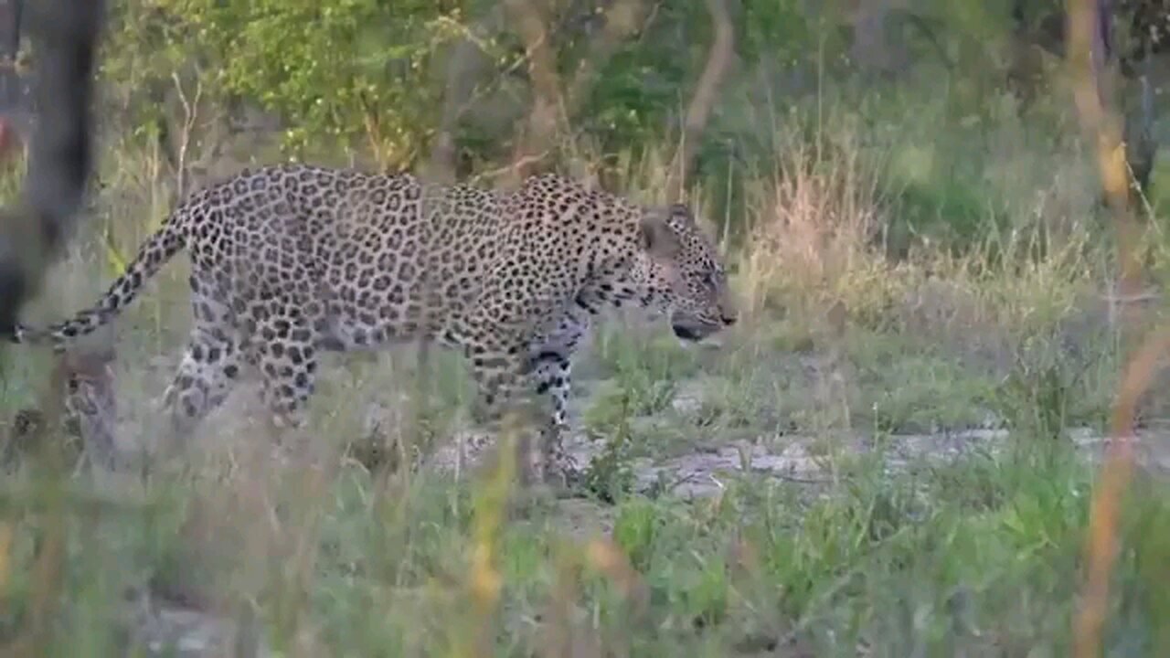 Lion vs Leopard