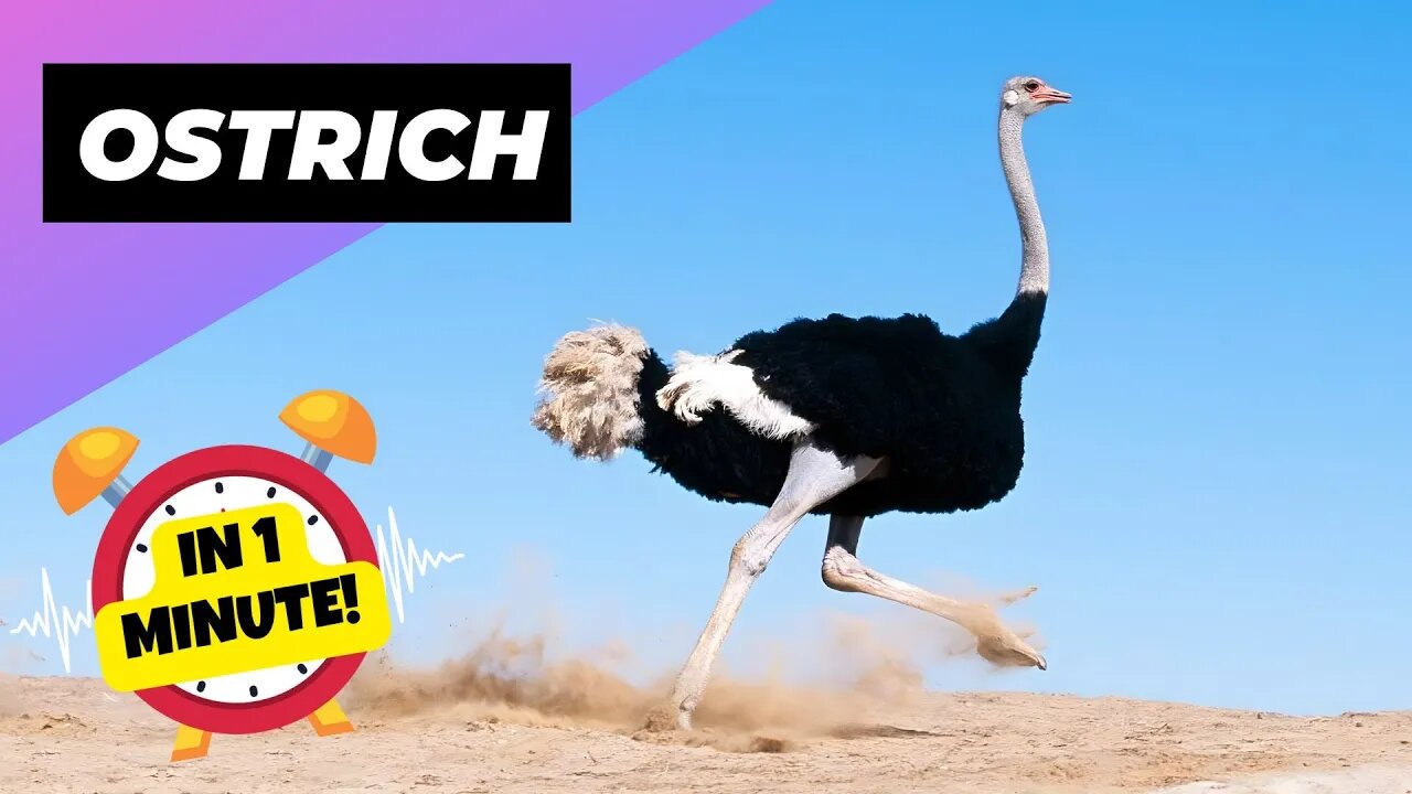 Ostrich - In 1 Minute! 🦃 One Of The Tallest Animals In The World | 1 Minute Animals