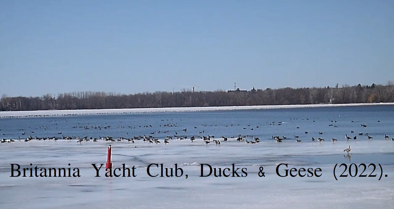 Britannia Yacht Club, Ducks & Geese, Spring of (2022).