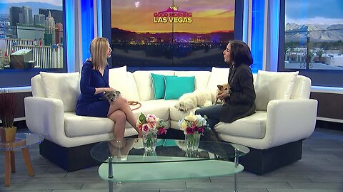 Hydrant Club CEO Cathy Brooks shares tips on getting your pup ready for travel