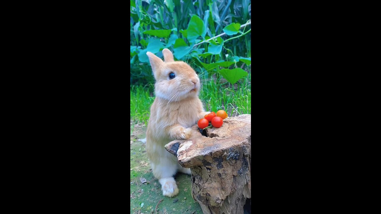 Cutee