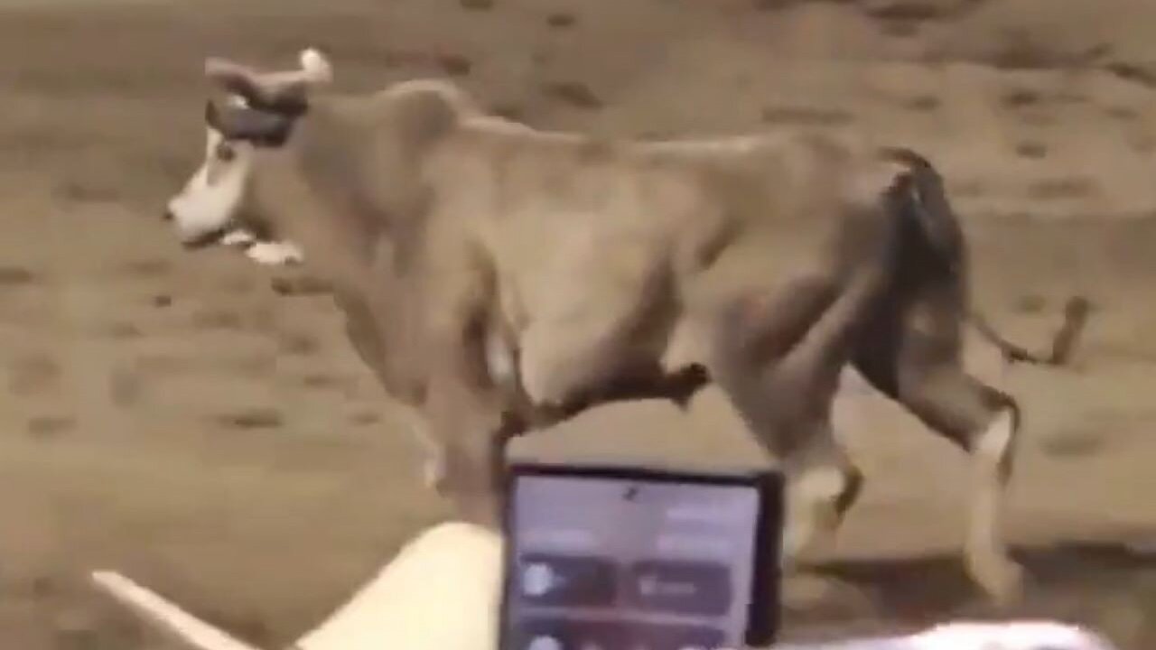 Bull Jumping Over Fence Into Crowd, Injuring Several At Oregon Rodeo