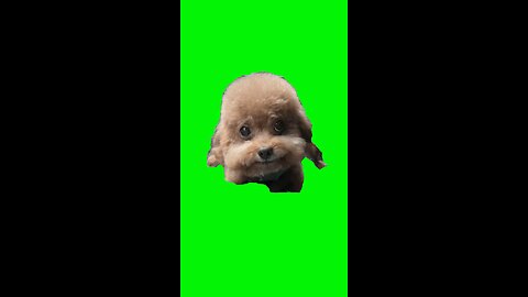 Chinese Rapping Dog | Green Screen