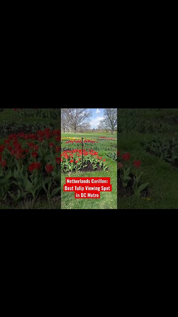 Netherlands Carillon: Best Tulip Viewing Spot in DC Metro #Shorts
