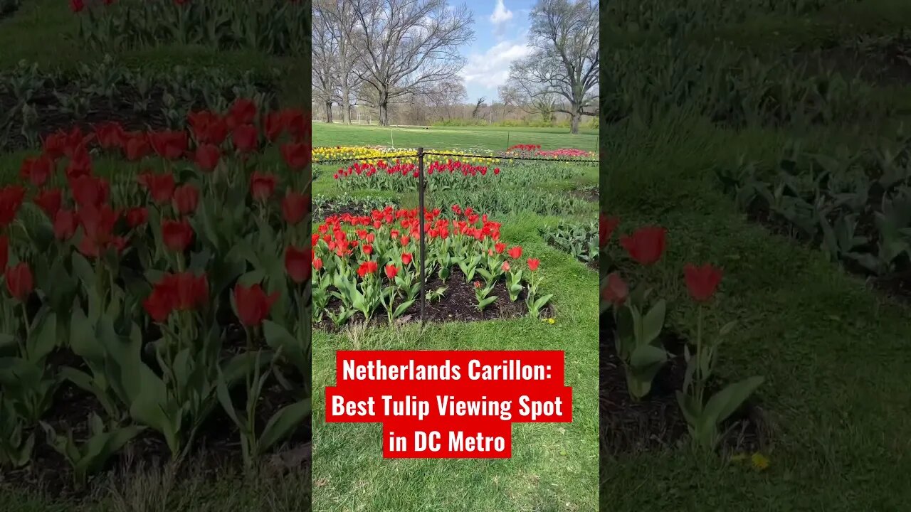 Netherlands Carillon: Best Tulip Viewing Spot in DC Metro #Shorts