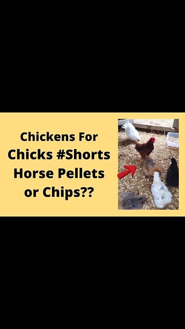 Chicken Coop Bedding What I Decided To Use #Shorts