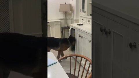 Smart Doggie tiktok hunter the gsd