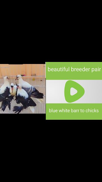 Blue white barr to chicks and father mother