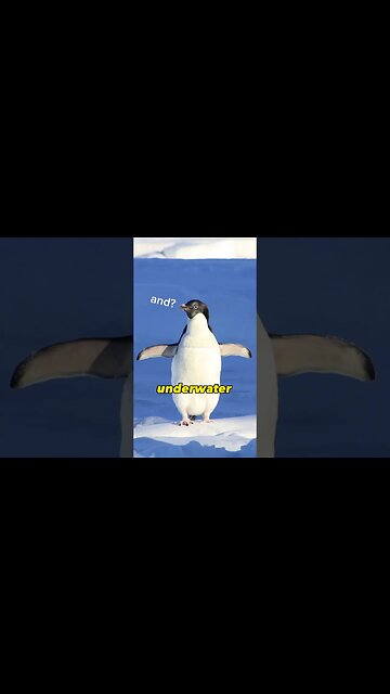 Penguins Fly Underwater!