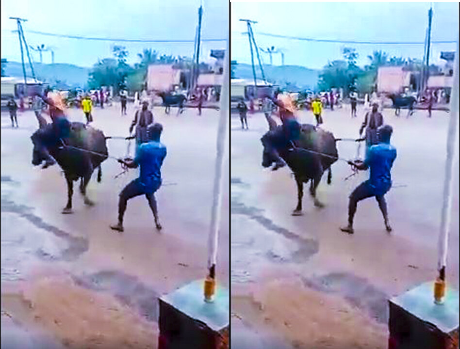 This cow and this man are so crazy and fighting with hardly